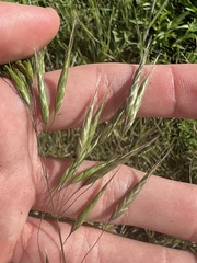 Bromus japonicus