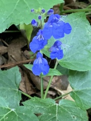 Salvia scutellarioides