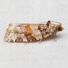 Argyrotaenia kimballi