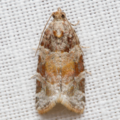 Argyrotaenia kimballi