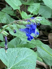 Salvia scutellarioides