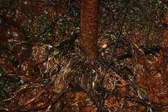 Xanthosoma conspurcatum