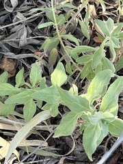 Epilobium canum