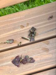 Apis mellifera