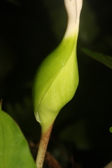 Xanthosoma conspurcatum