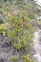 Leucadendron strobilinum