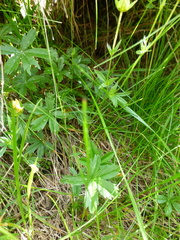 Potentilla aurea