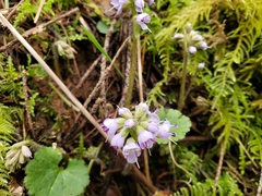 Veronica regina-nivalis