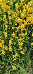 Genista sagittalis
