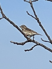 Passerculus sandwichensis