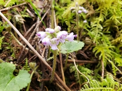 Veronica regina-nivalis