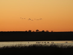 Phoenicopterus roseus