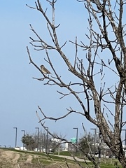 Passerculus sandwichensis