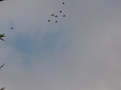 Psittacara holochlorus