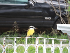 Pitangus sulphuratus