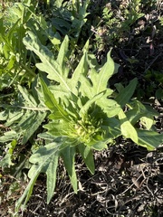 Engelmannia peristenia