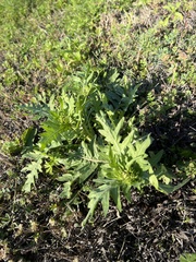 Engelmannia peristenia