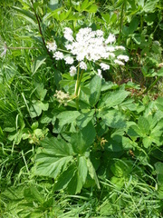Peucedanum ostruthium
