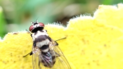 Limnophora obsignata