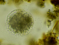 Actinosphaerium