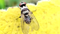 Limnophora obsignata