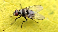 Limnophora obsignata