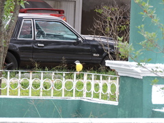 Pitangus sulphuratus