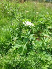 Peucedanum ostruthium