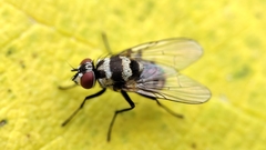 Limnophora obsignata