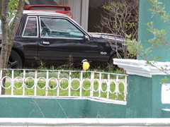 Pitangus sulphuratus