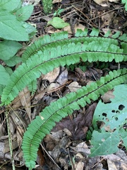 Asplenium monanthes