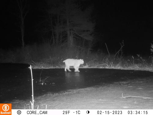 Bobcat photographed in Massachusetts