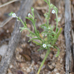 Pectocarya recurvata