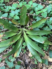 Tillandsia complanata