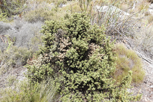 Theodors Climbersfriend (Cliffortia theodori)