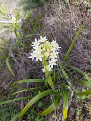 Toxicoscordion fremontii