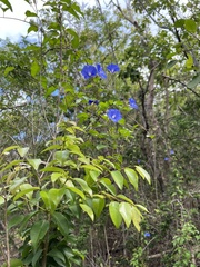 Jacquemontia pentanthos