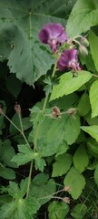 Geranium phaeum