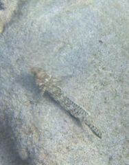 Gobius geniporus