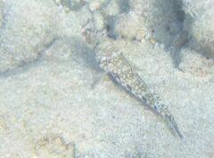 Gobius geniporus