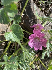 Sidalcea malviflora