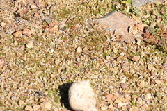 Selaginella cinerascens