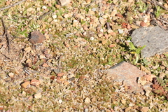 Selaginella cinerascens