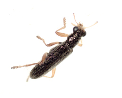 Lemidia subaenea