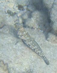 Gobius geniporus
