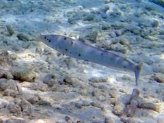 Malacanthus plumieri