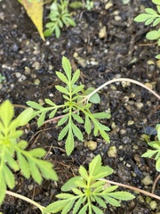 Tagetes erecta