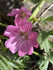 Sidalcea malviflora