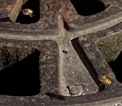 Apis mellifera