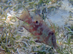 Lachnolaimus maximus